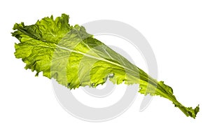 Mustard Greens Isolated on White Background