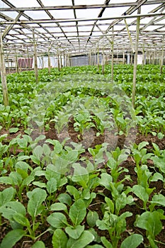 Mustard greens at vegetable farm