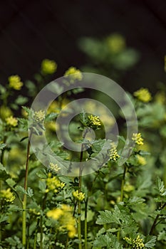 mustard. It is grown commercially for its mustard seeds practically all over the world, although it is probably native to