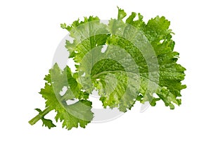 Mustard leaf isolated on white background. Ð¡urled leaf mustard, Brassica juncea.  Close-up