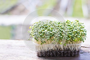 Mustard microgreen salad in plastic box on wooden desk. Fresh baby mustard micro greens