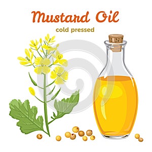 Mustard oil in a glass bottle isolated on white background. Branch with flowers and leaves, mustard seeds.