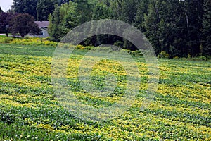 The mustard plant is any one of several plant species in the genera Brassica