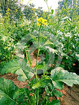 Mustard Plant closeup