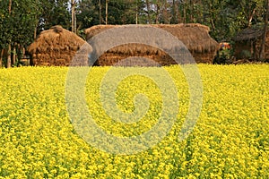 Mustard plant Flowering in Village