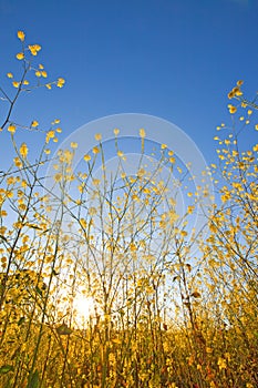 Mustard plant flowers against blue sky at sunrise