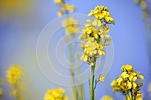 Mustard plant with flowers blurred background