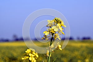 Mustard plant with flowers with sky backgound