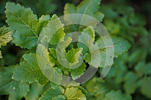 Mustard plant with green leaves in closeup