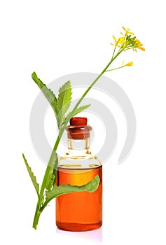 Mustard plant and oil