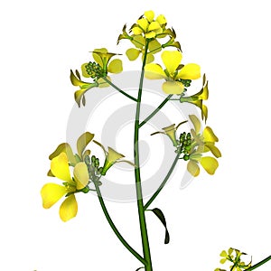 Mustard-plant photo