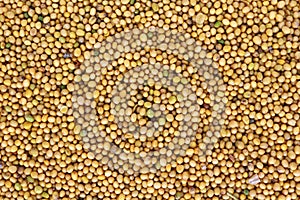 Mustard plant small round yellow seeds macro background