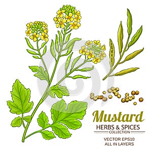 Mustard plant vector