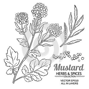 Mustard plant vector
