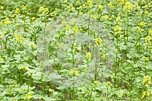 Mustard plant with yellow flowers growing in the garden