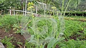 Mustard plants are cared for in a field for food for the residents