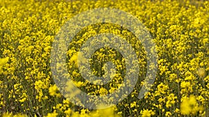 Mustard plants flowering in the spring