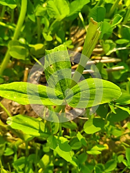 Mustard plants leaf.Green leaf.Radish Leaf of Mustard plants.