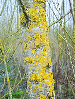 Mustard powder lichen on the bark of a tree