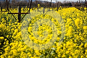 Mustard season in Napa Valley