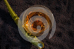 Mustard seed face mask for glowing skin. Shot of face mask ingredients which are mustard seeds, aloe vera, and some honey in a gla photo