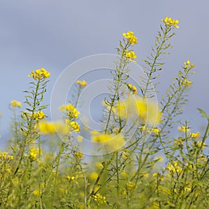 Mustard seed flower field and blue sky