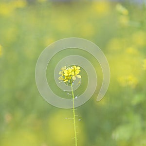 Mustard seed flower field and blue sky