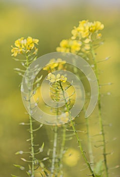 Mustard seed flower field and blue sky