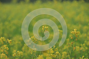 Mustard Seed Flowers closeup in field