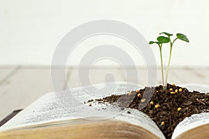 Mustard seed green plant growing in soil on top of open Holy Bible Book with golden pages and white background