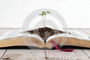 Mustard seed plant growing in soil on top of open holy bible book