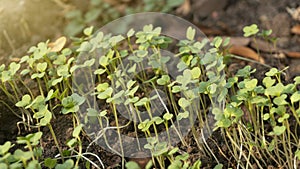 The mustard seedlings are 3 days old after planting in poly bags