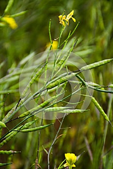 mustard seeds in field