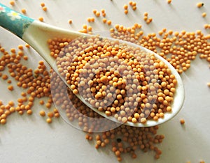 Mustard seeds in isolated white background. photo