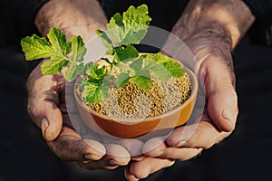 Mustard seeds and mustard leaves in a man`s hands