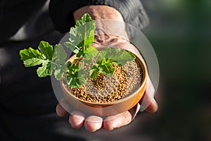 Mustard seeds and mustard leaves in a man`s hands