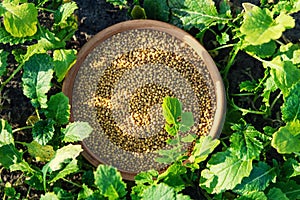 Mustard seeds, top view. Mustard is grown as a green fertilizer