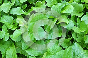 Mustard (Sinapis) grows in a farm field