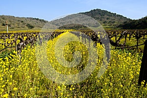 Mustard Between the Vines