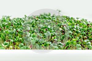Mustard on the windowsill. Microgreens growing. Vegan and healthy eating concept. White background. Close-up. Copy space