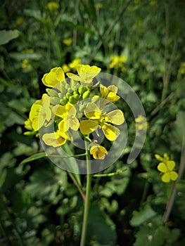 Mustard yellow flower in field