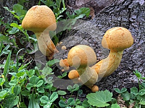 Mustard yellow toadstool mushrooms grows on a tree log