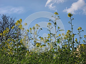 Mustarde field