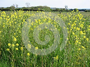 Mustarde and phacelia field