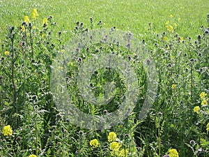 Mustarde and phacelia field
