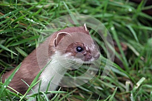 Mustela erminea, the ever alert English Stoat