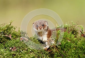 Mustela nivalis