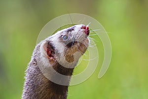 Mustela putorius furo - A ferret in the forest has an open mouth and a protruding tongue