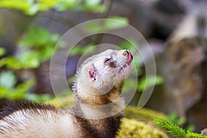 Mustela putorius furo - A ferret in the forest has an open mouth and a protruding tongue