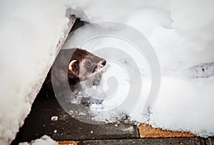 Mustela putorius furo, walking in the snow